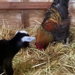 Ce bébé chèvre et un coq sont très complices. Adorable !