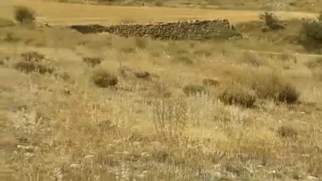 Más de 100 buitres matan a una vaca y a su ternero recién nacido