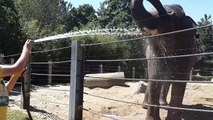 Douche des éléphants au zoo de Maubeuge pendant la canicule