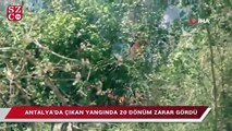 Antalya'da çıkan yangında 20 dönüm zarar gördü