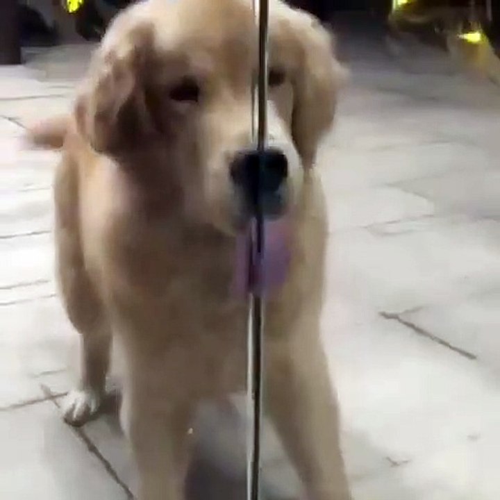 Ce golden fait tout pour rentrer dans la maison. Trop drôle !