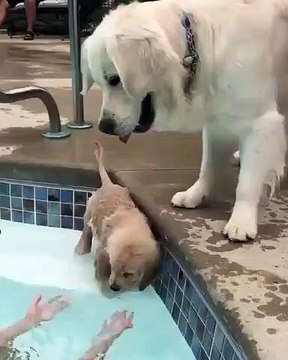 Quand bébé Golden Retrievers prend des leçons de natation. Trop mimi !