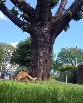 Quand une chatte poursuit un écureuil, voici ce que ça donne. Hilarant !