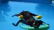 Ce chien prend du bon temps dans la piscine. Trop chou !