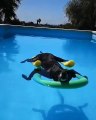 Ce chien prend du bon temps dans la piscine. Trop chou !