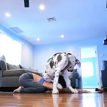 Regardez comment cette chienne s'assoit sur sa maîtresse quand elle fait du sport. Hilarant !