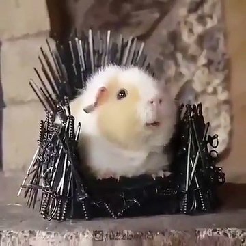 Ce hamster est le roi du trône de fer. A mourir de rire !