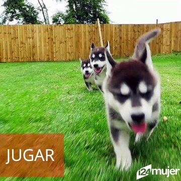 Perros pueden detectar diferentes tipos de cáncer usando solo su potente hocico