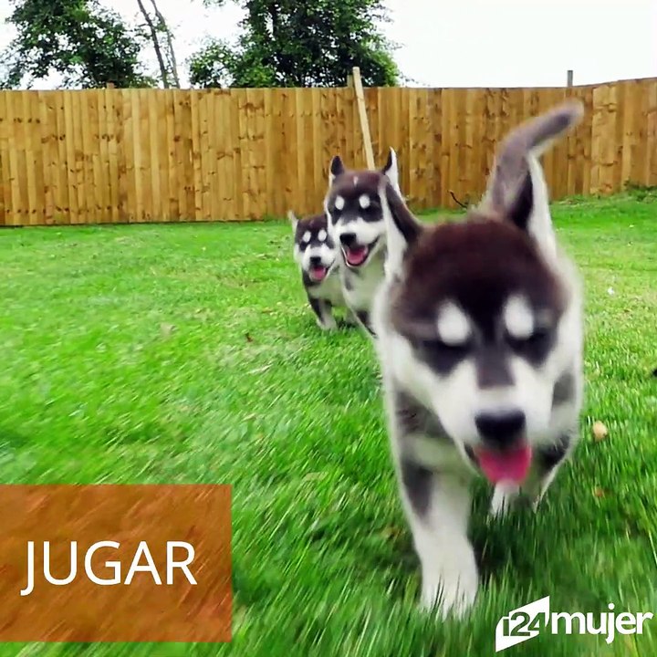 Perros pueden detectar diferentes tipos de cáncer usando solo su potente hocico