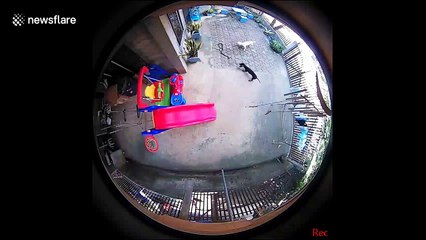 Heroic moment guard dogs battle COBRA approaching Philippines house with sleeping baby