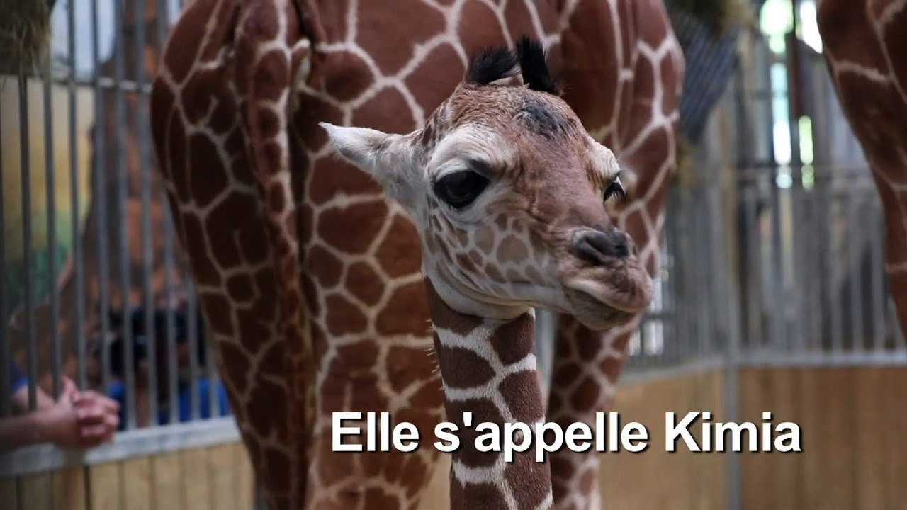 Un girafon voit le jour au zoo de Beauval