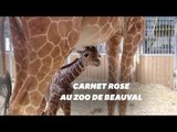 Naissance de la girafe Kimia au Zoo de Beauval