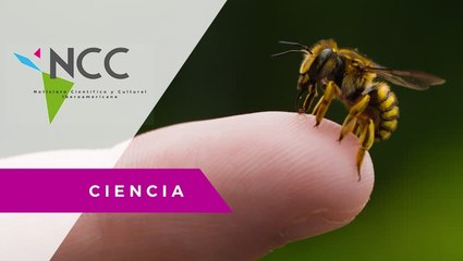 El veneno de abeja, aliado en la lucha contra el Parkinson