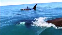 Quand des dizaines d'orques suivent un jet ski en pleine mer
