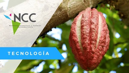 El cacao como impulsor del campo colombiano