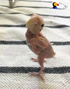 Ce perroquet a perdu toutes ses plumes mais il le vit bien