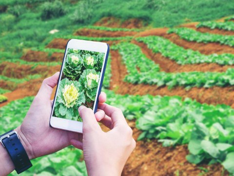 Some Farmers Are Making More Money on YouTube Than from Their Farms