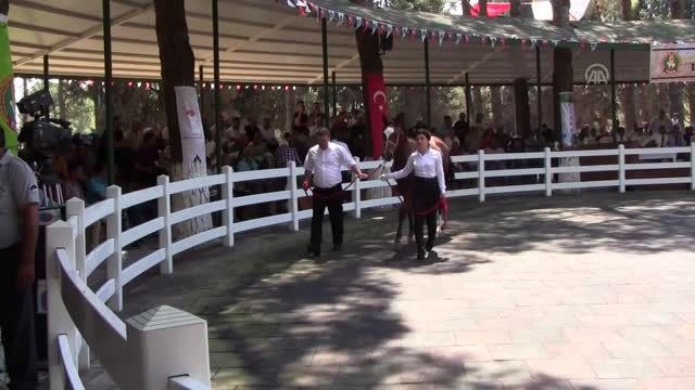 Safkan Arap tayları görücüye çıktı