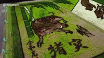 Japan rice paddy art celebrates new imperial era of Reiwa