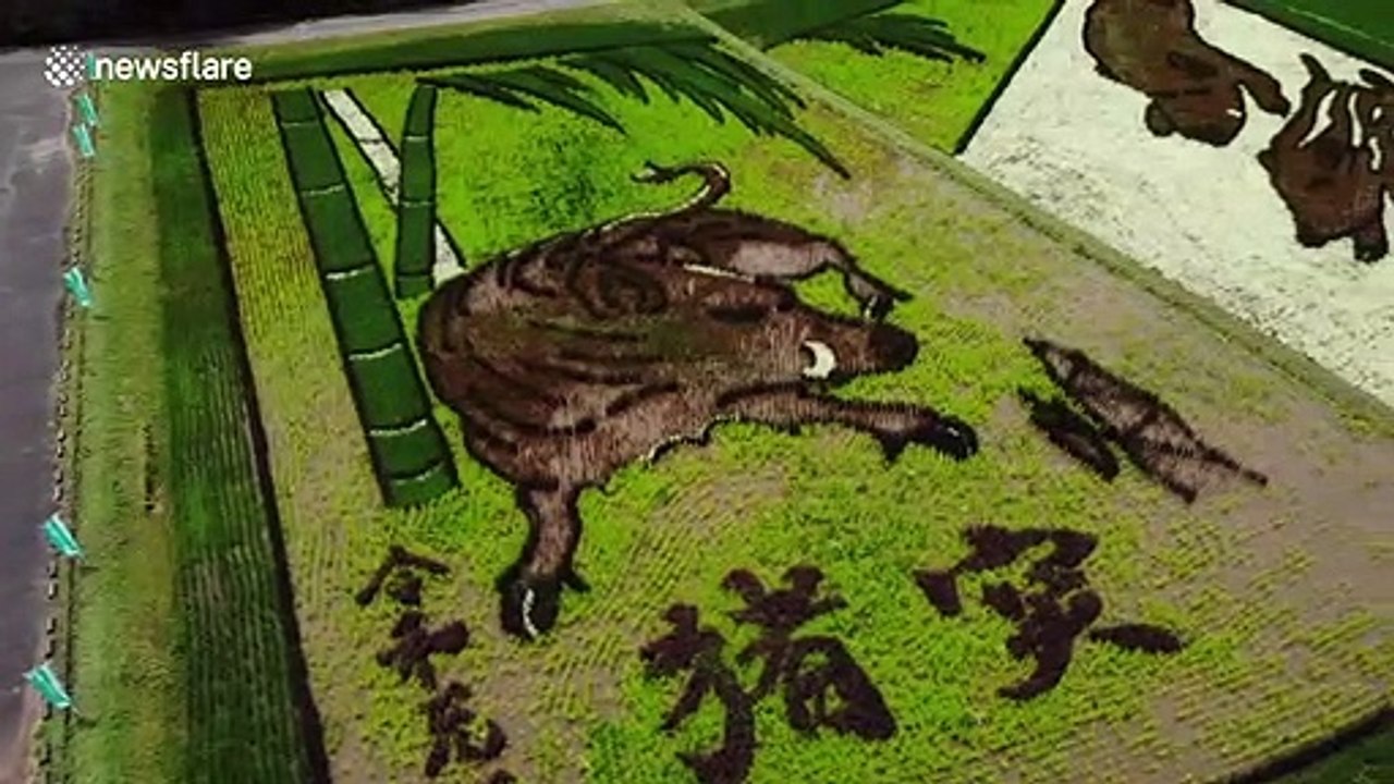 Japan rice paddy art celebrates new imperial era of Reiwa
