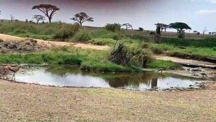 Fail d'une lionne lors dune attaque de gazelle