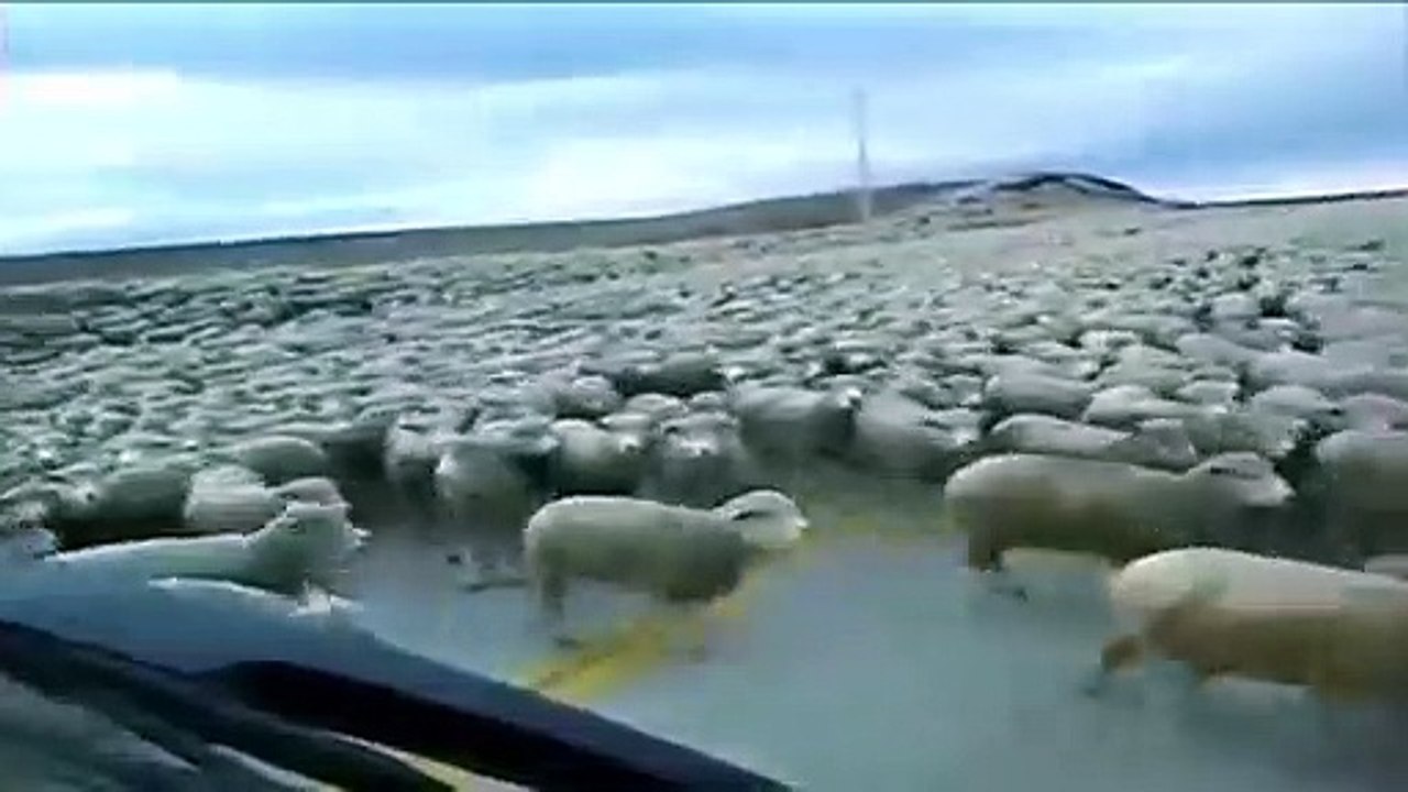 شاهد عشرات الآلاف من الأغنام