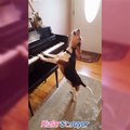 Piyano çalan köpek