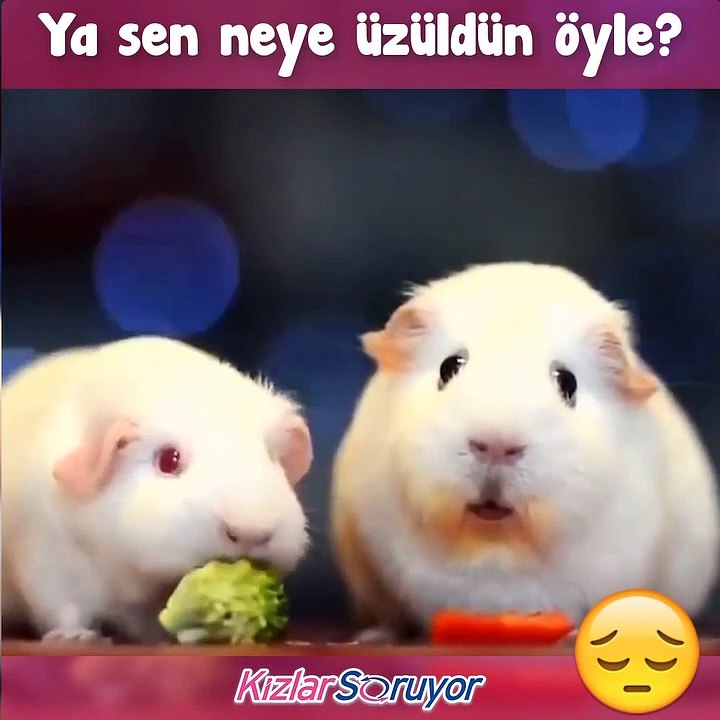 Üzülen hamster. Sen neye üzüldün?