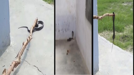 क्लास में फन फैलाए बैठा था मिला काला नाग, देखते ही मचा हड़कंप