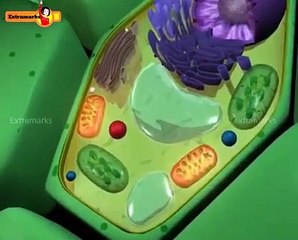 Study Important Biology Chapters for Class 11