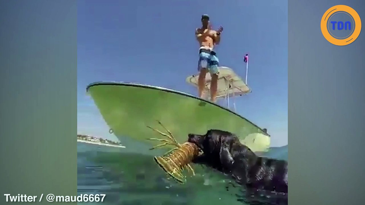 Ces chiens sont des vrais  pêcheurs de langoustes !