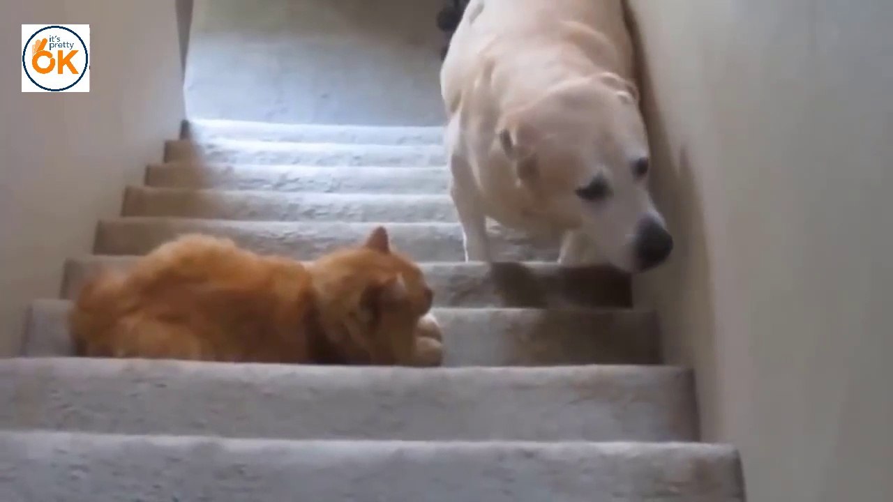 Interesting battle between cats and dogs