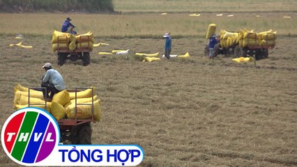 THVL | Giá lúa tăng trở lại, nông dân tại Đồng Tháp phấn khởi