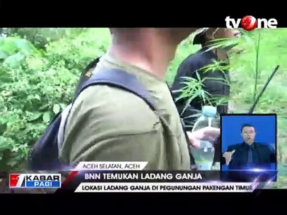 BNN Temukan Ladang Ganja 1 Hektar di Pegunungan Aceh Selatan