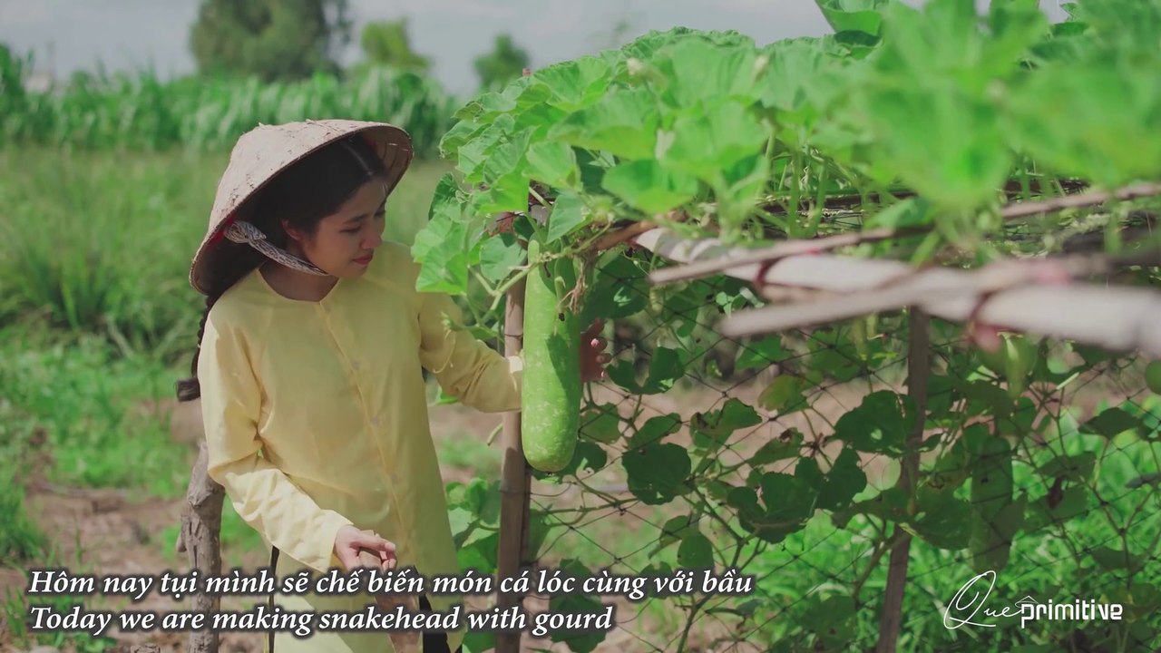 CÁ LÓC HẤP BẦU NGON HẾT SẨY - STEAMED SNAKEHEAD FISH WITH GOURD - Que Primitive