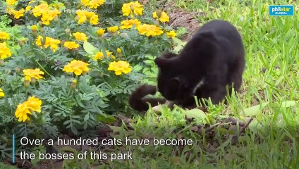 Sleepy, soft and oh-so-relaxing: Over 100 cats in Lima's central park