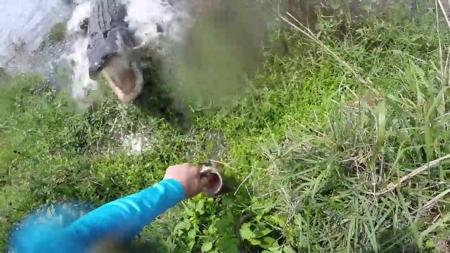 Un pêcheur se fait attaquer par un alligator au moment de récupérer son poisson
