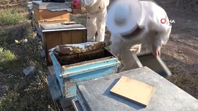 Arı zehrinin kilosu 500 bin Türk lirası