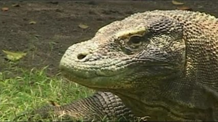 Indonesia decide cerrar la isla de Komodo en 2020