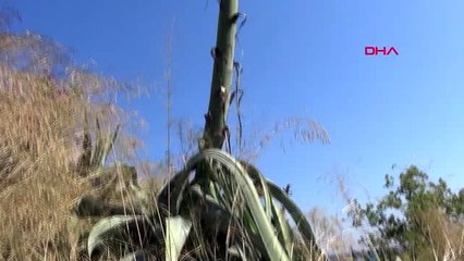 AGAVE SİLİVRİ'DE AÇTI