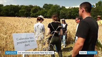 Agriculture : cultiver avec des blés oubliés