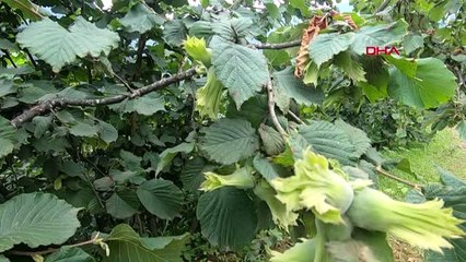 ORDU FINDIK İÇİN 20 BİN TARIM İŞÇİSİ GELECEK