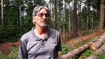 Les risques d'une forêt monospécifique, par le spécialiste forestier Jean-Claude Génot