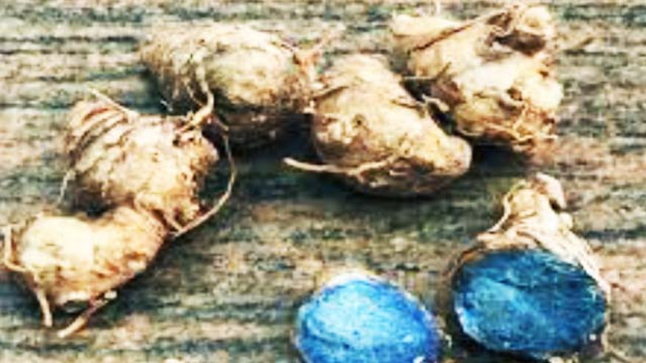 Astro Tips: Goddess Laxmi का घर में चाहिए वास तो करें काली हल्दी के ये उपाय | Boldsky