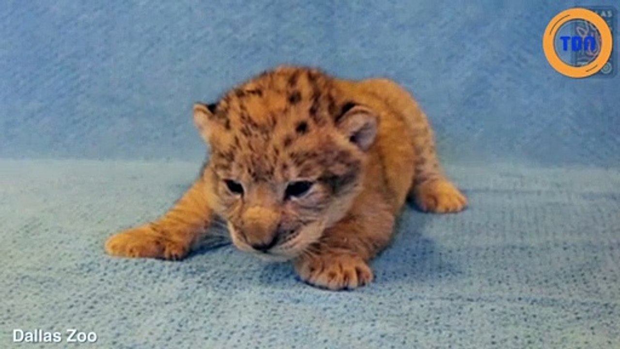 Voici Bahati, la petite lionne  qui a inspiré le design de  Simba dans le film Le Roi Lion !