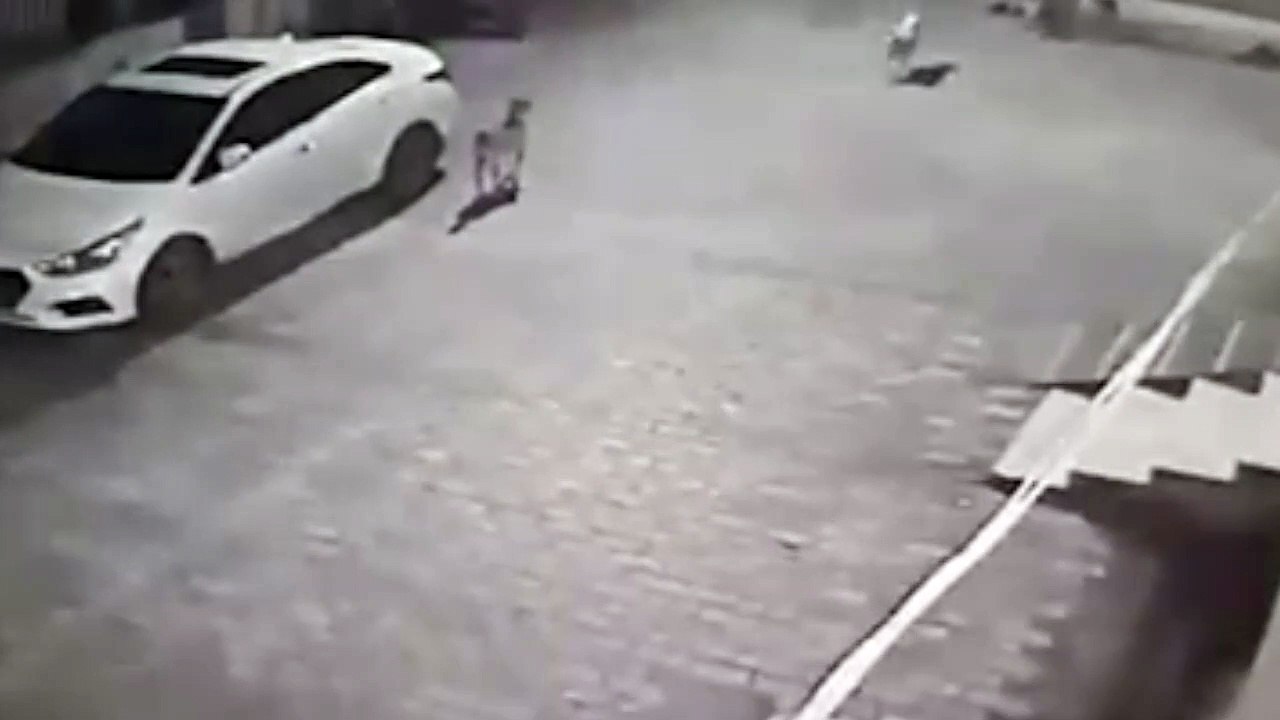 Perro callejero salva la vida a un bebé abandonado