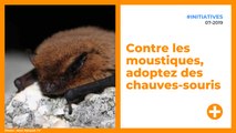 Contre les moustiques, adoptez des chauves-souris