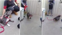 Pitbull transborda felicidade ao perceber que vai ser adotado