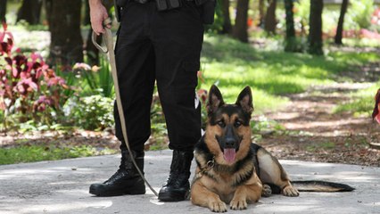 Cómo se adiestran los perros policía