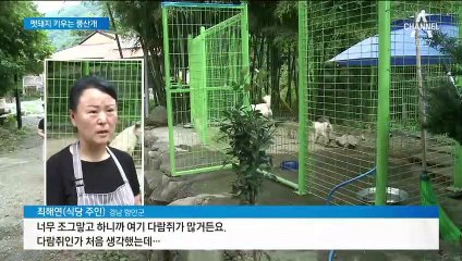 “멧순이도 내 새끼” 풍산개가 키운 멧돼지…모성 본능 영향